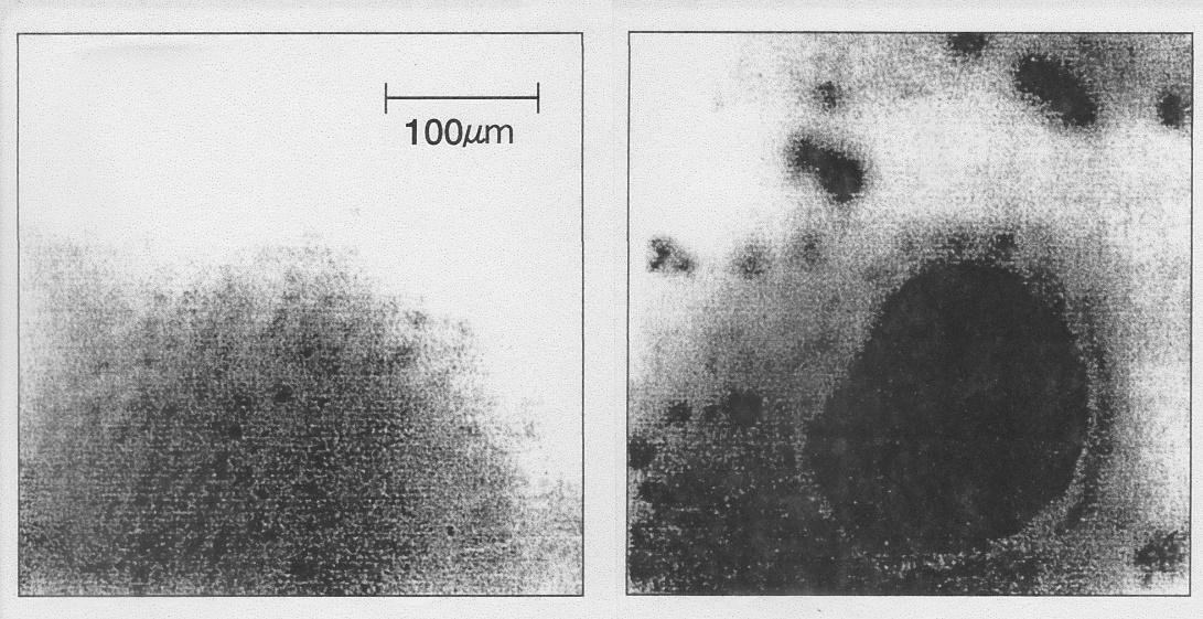 専用バイオと合成洗剤による残存油滴の比較写真